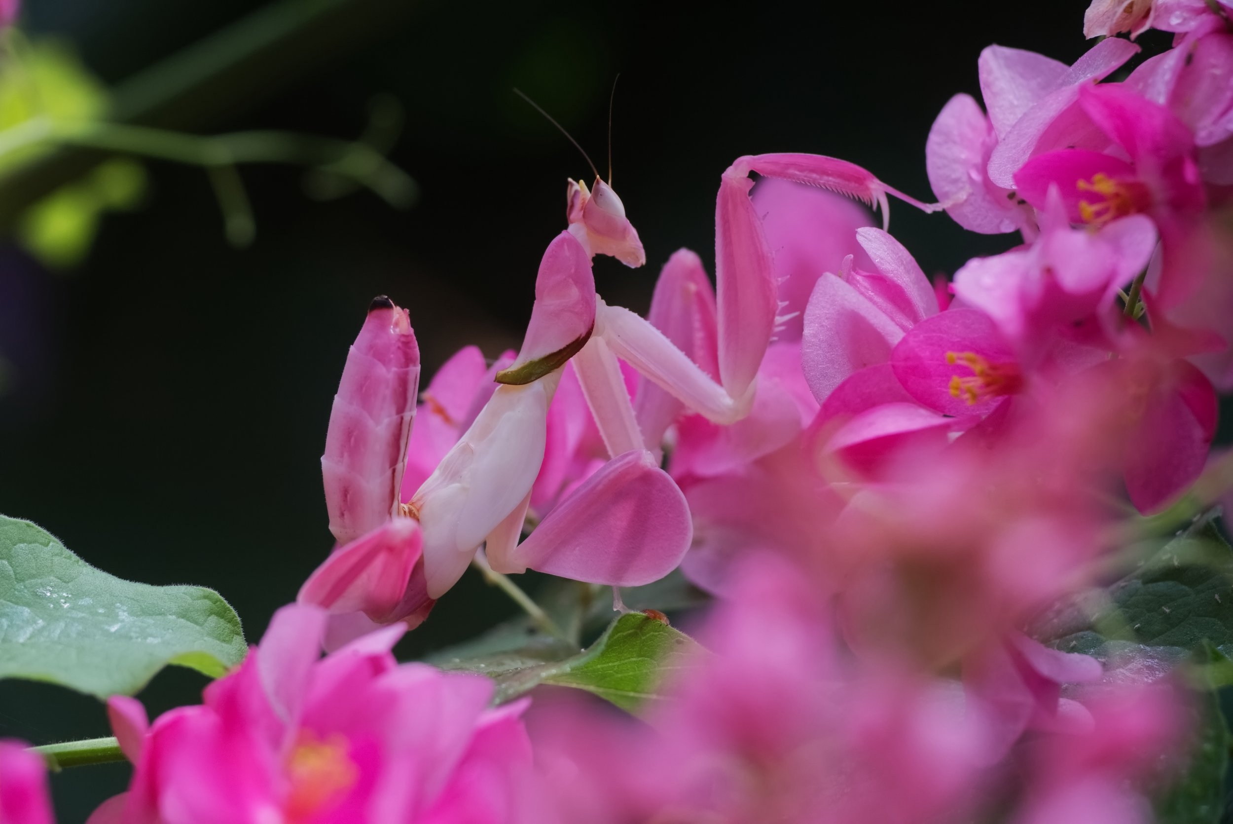 Generative Leadership Part III: Stewardship and Self-Interest; Two Vectors of Leadership