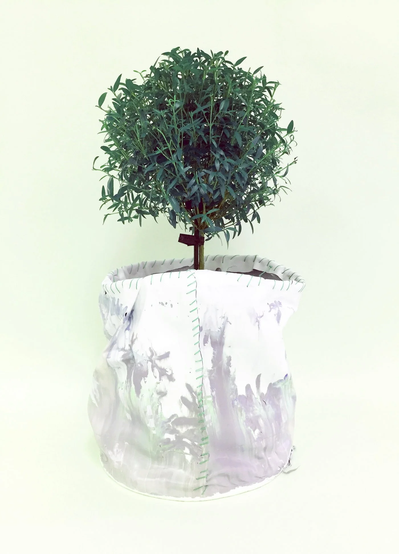 myrtle-blue.jpg