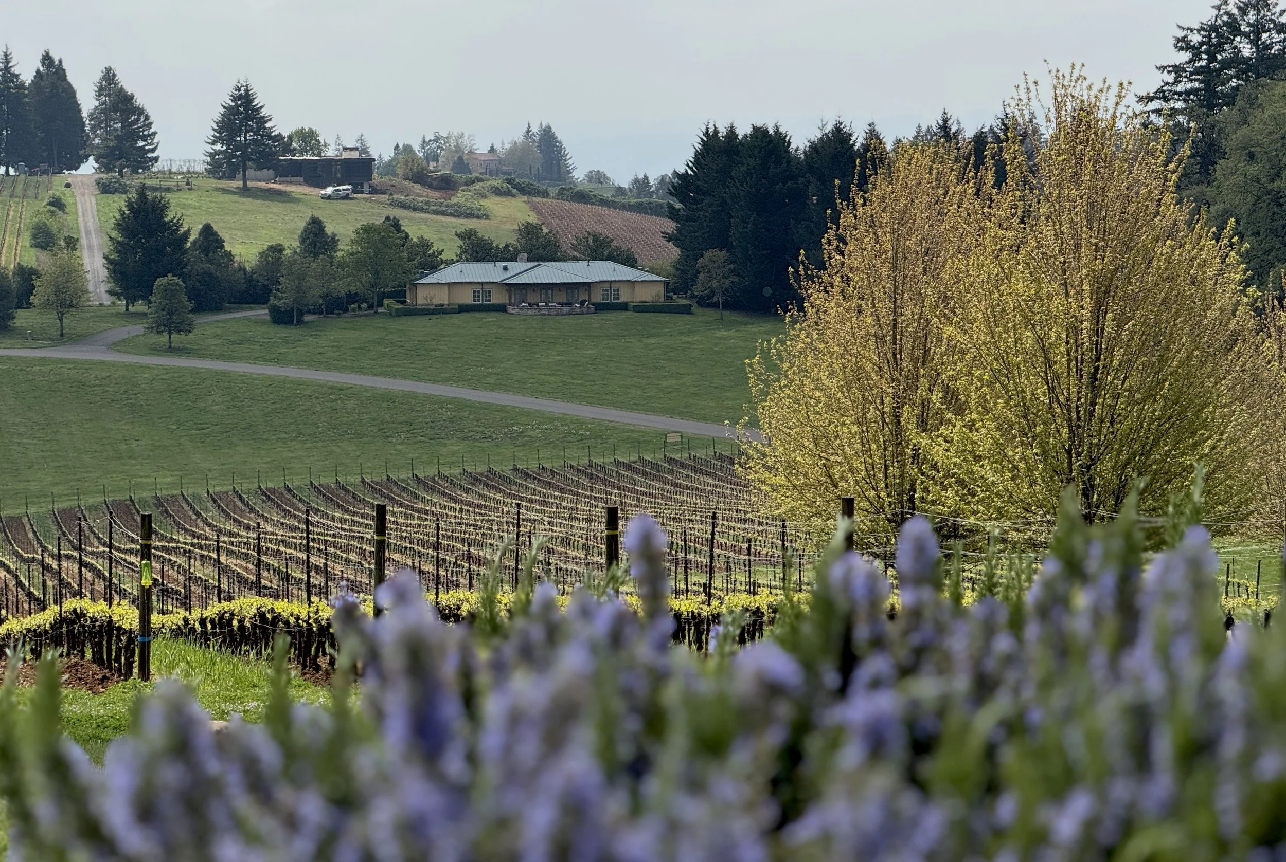 Domaine Serene Vineyard