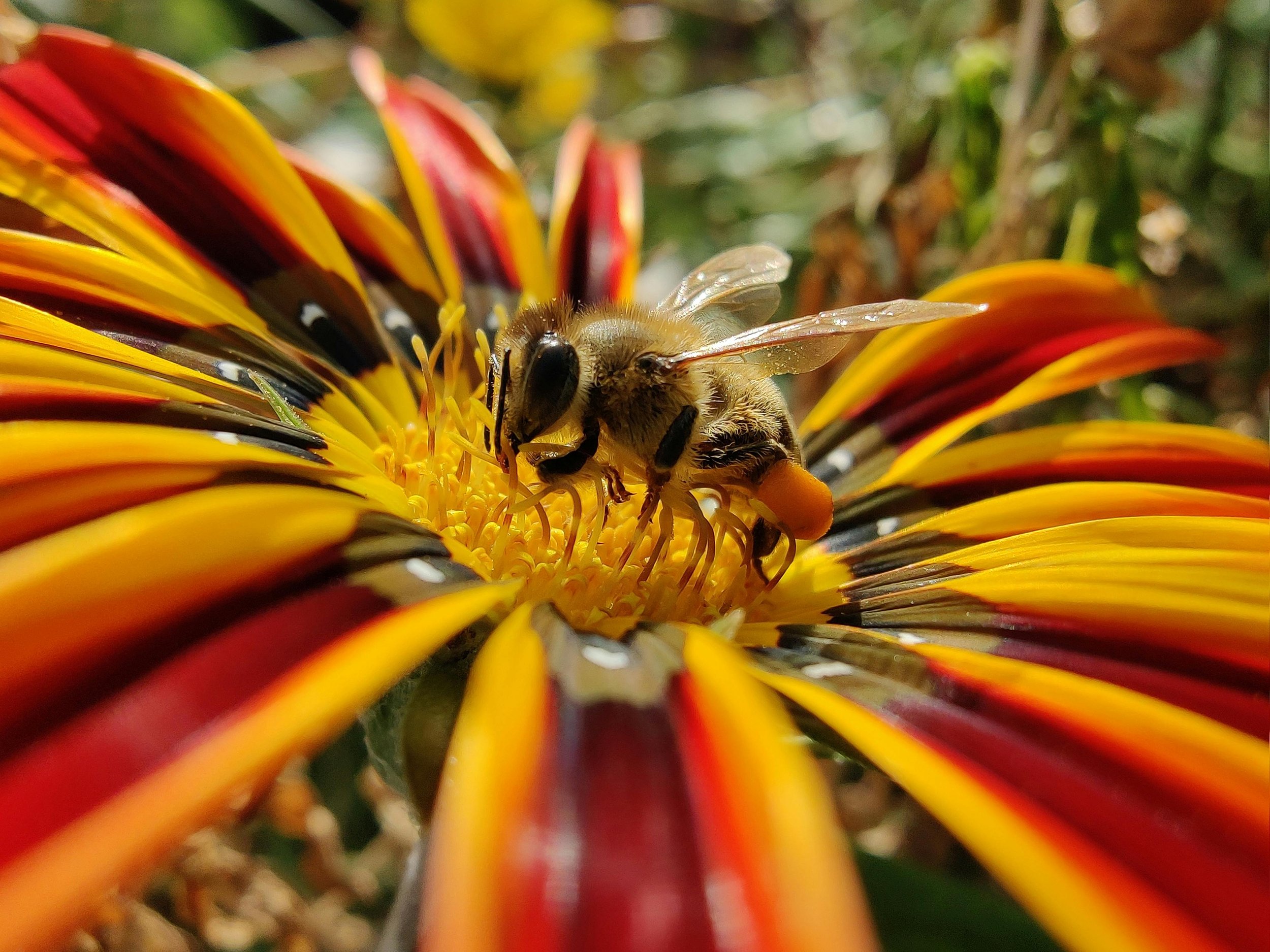 Biodiversity as a Security Risk