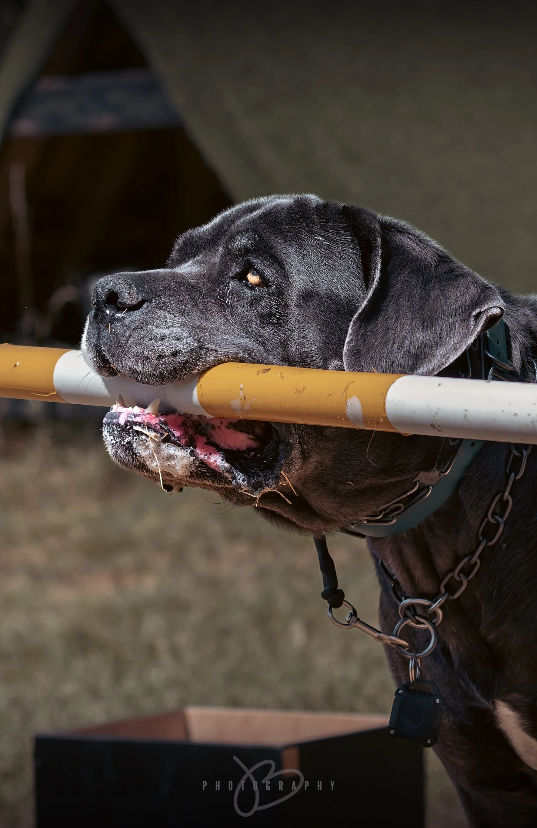Pet Photography