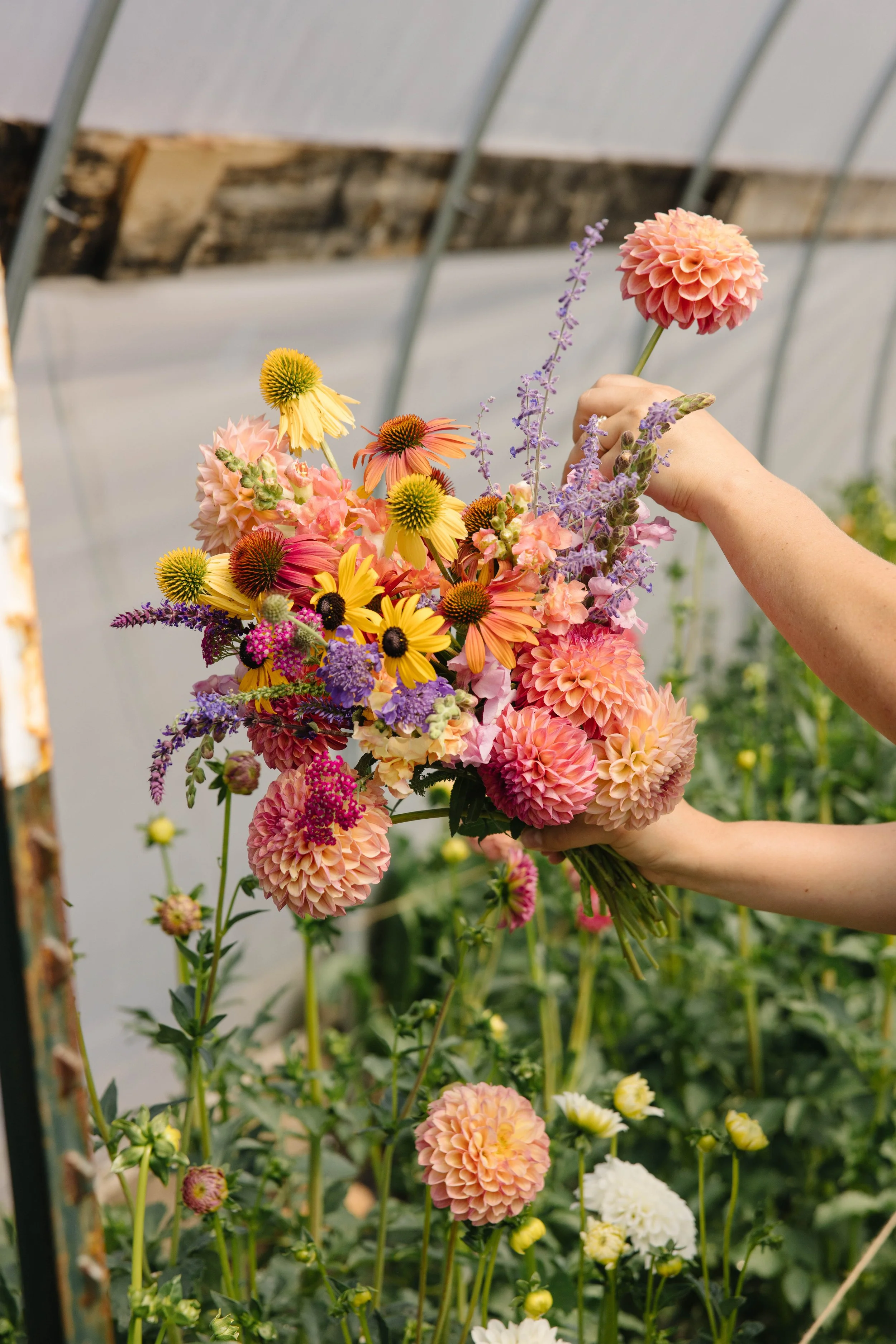 echocanyonflowerfarm-6194 (1).jpg