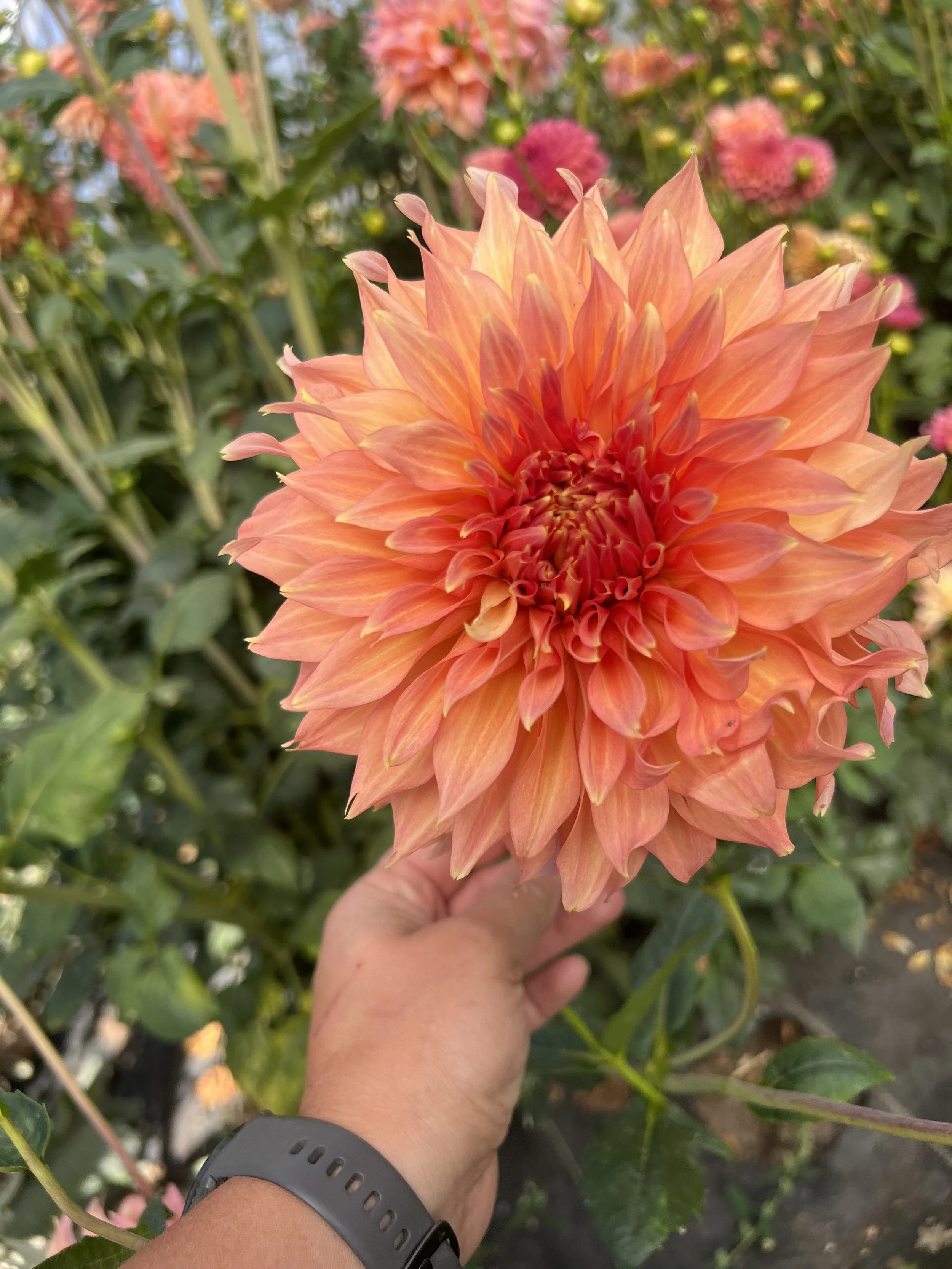 Growers Choice Bag of 3 Mixed Tubers