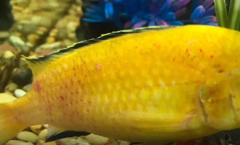 Close-up of a yellow fish with red spots swimming in an aquarium with rocks and colorful plants.