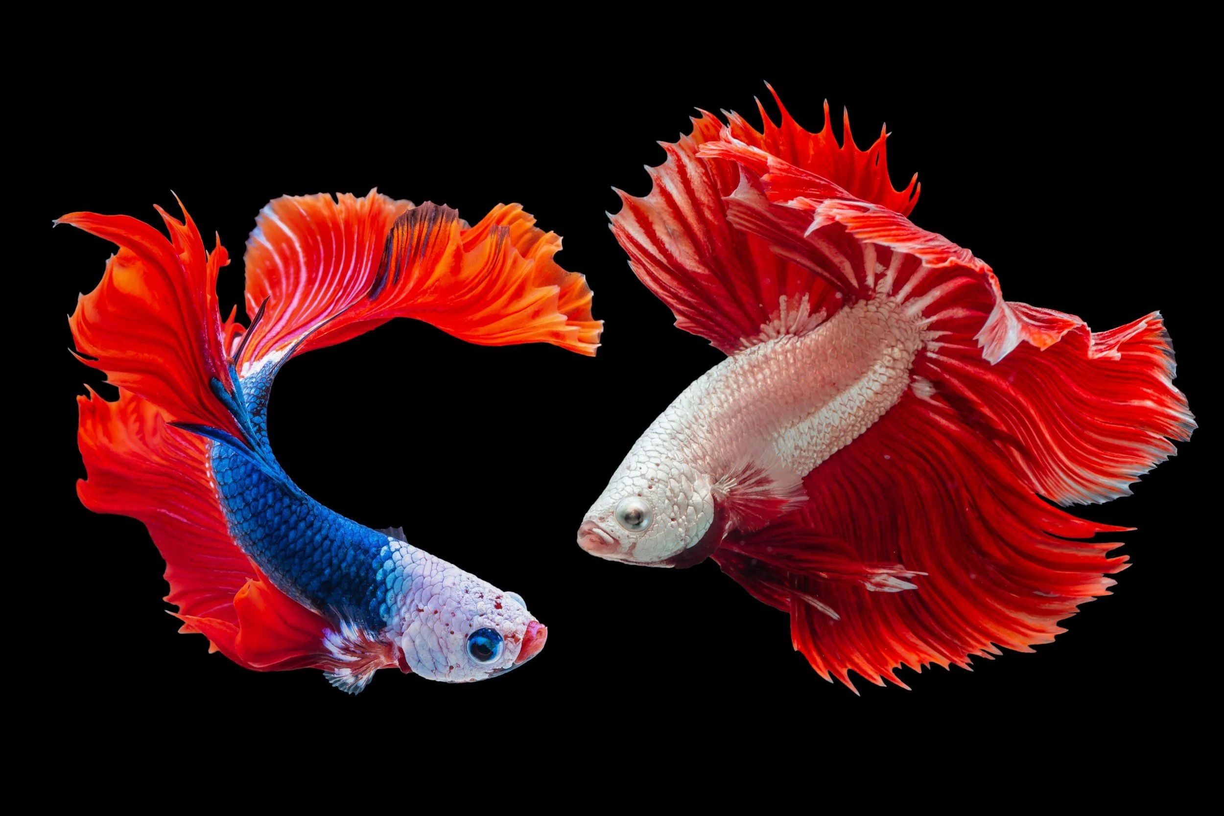Two vibrant Siamese fighting fish (Betta fish) facing each other against a black background, with flowing red, orange, and blue fins and scales.