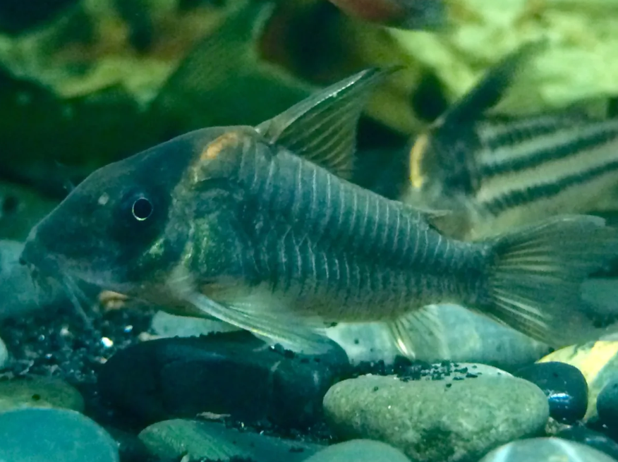 A fish swimming near rocks in an aquarium with green plants in the background.