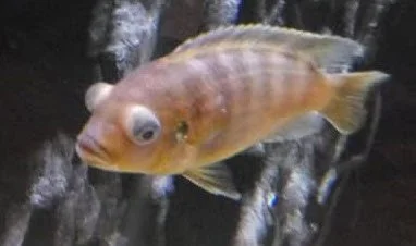 Close-up of a small fish with orange and yellow coloring and large eyes, swimming near a rock or coral environment.