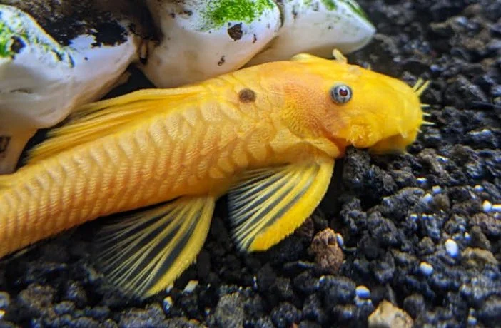 A yellow flatfish with pectoral fins, lying on black gravel substrate near shells, in an aquarium or marine environment.
