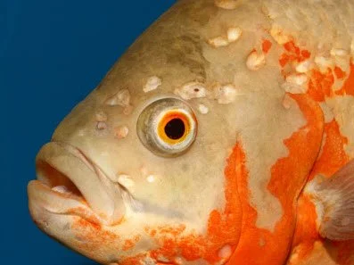 Close-up of a colorful goldfish with orange and white markings, facing left.