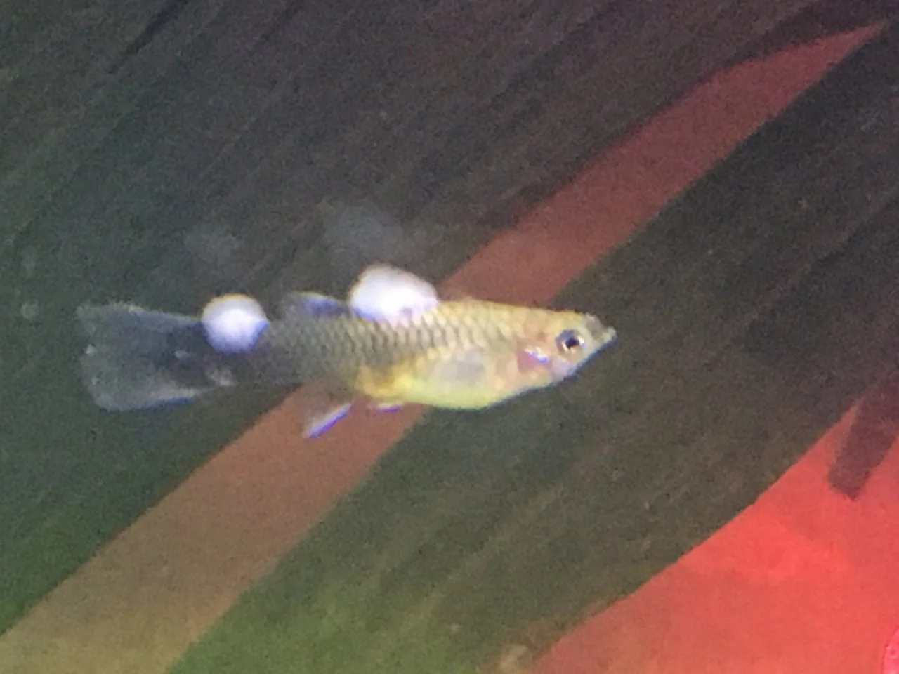 A small fish with yellow, green, and black scales swimming in water, with some bubbles near its body and a dark background.