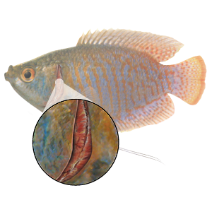 Diagram of a fish with an inset showing its inner gill structure.