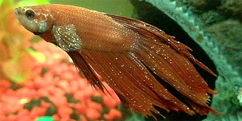 A reddish-brown betta fish swimming in an aquarium with green and pink decor.