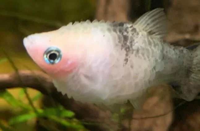 Close-up of a small fish with a light pink face, gray and black markings, and blue eyes, swimming among green aquatic plants.