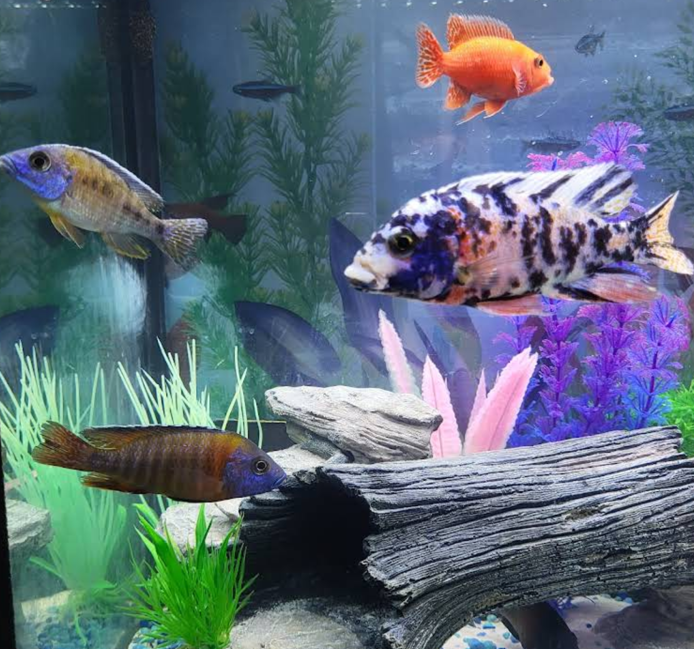 Aquarium with various colorful fish swimming among plants, rocks, and decorations.
