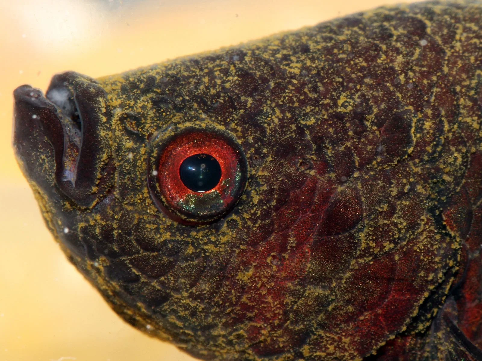Close-up of a fish head showing its eye, with dark and red coloration and speckled markings.