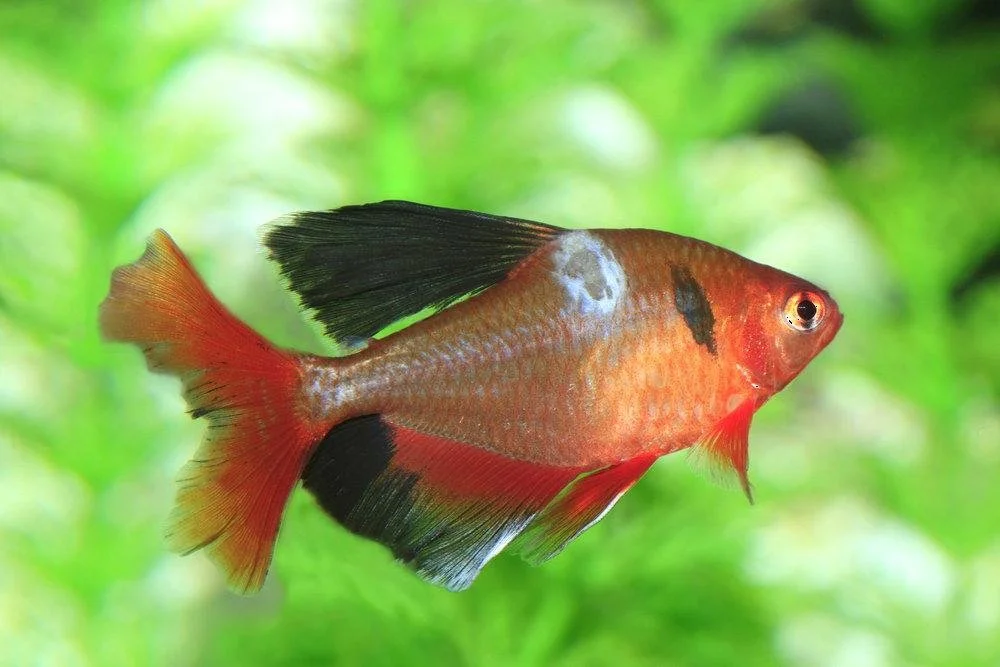 Colorful tropical fish swimming in green water.