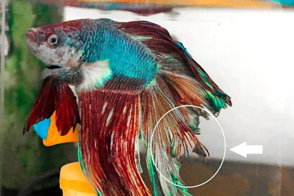 Close-up of a colorful Betta fish with long flowing fins, primarily red with blue and green accents, swimming in an aquarium.