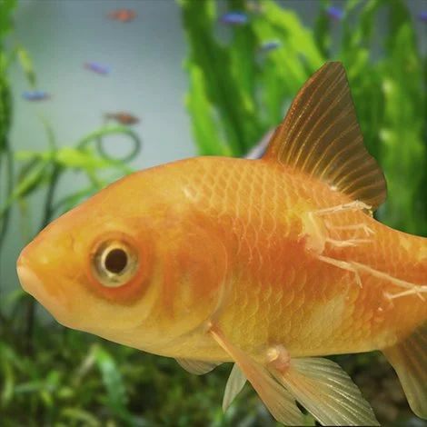 Goldfish swimming in an aquarium with green plants in the background.