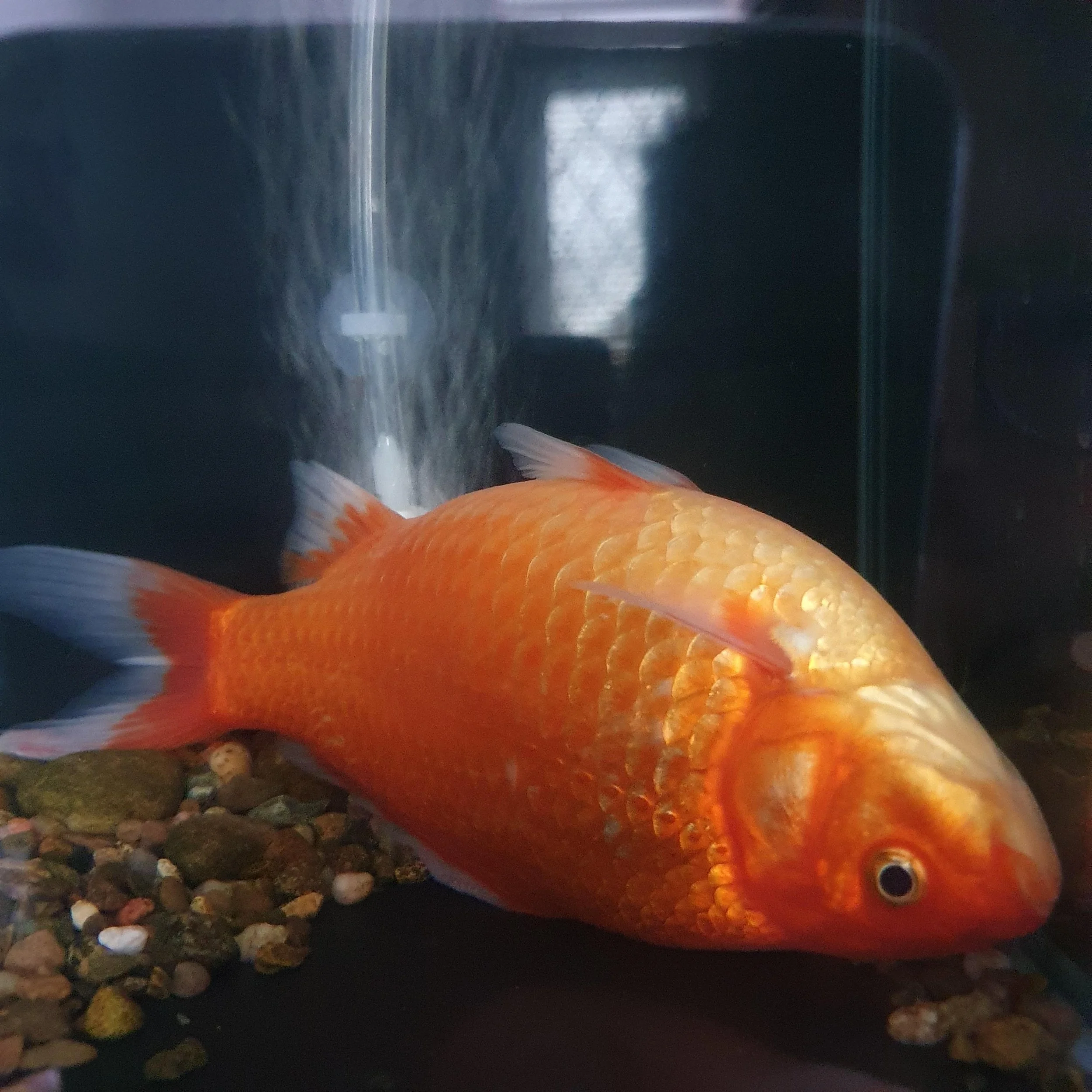 Close-up of a vibrant orange goldfish swimming near the bottom of an aquarium with multicolored pebbles.