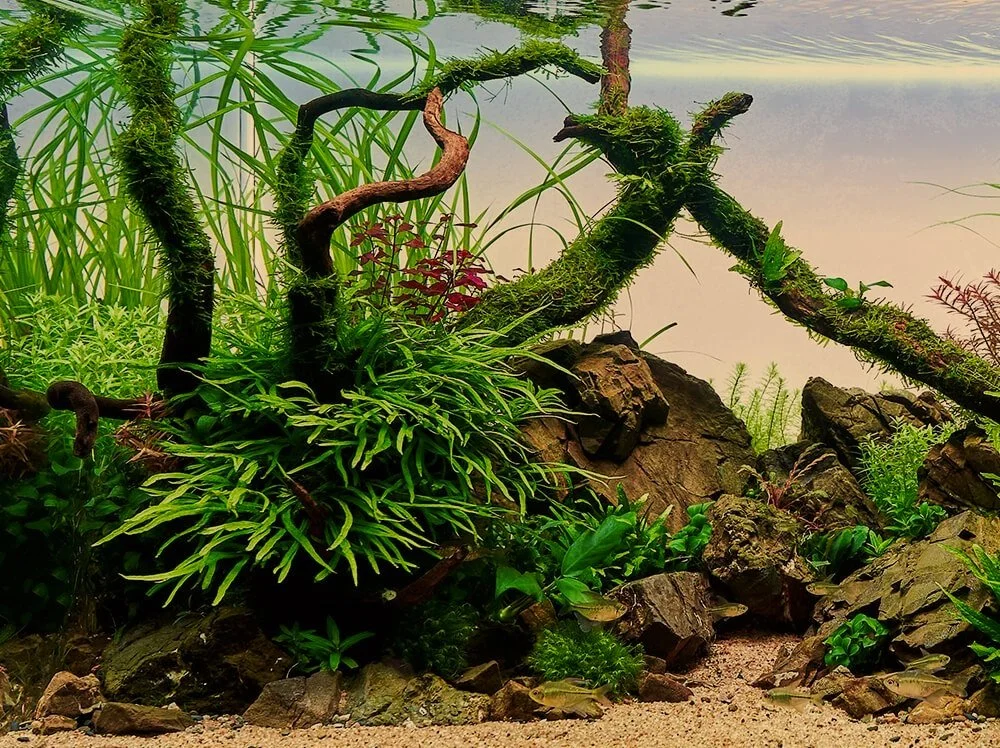 Freshwater aquarium with rocks, green plants, and twisted driftwood submerged in water.