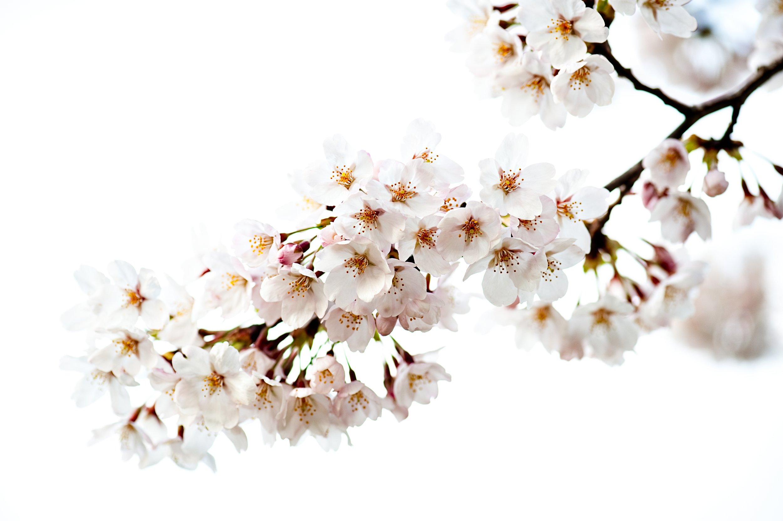 Cherry Blossoms-2.jpg