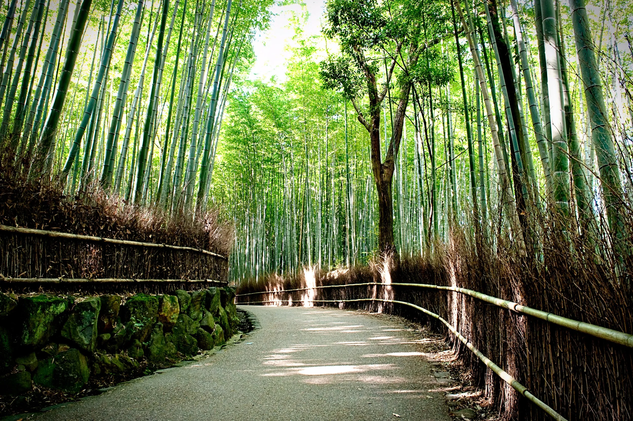 Arashiyama Bamboo Forest-1.jpg