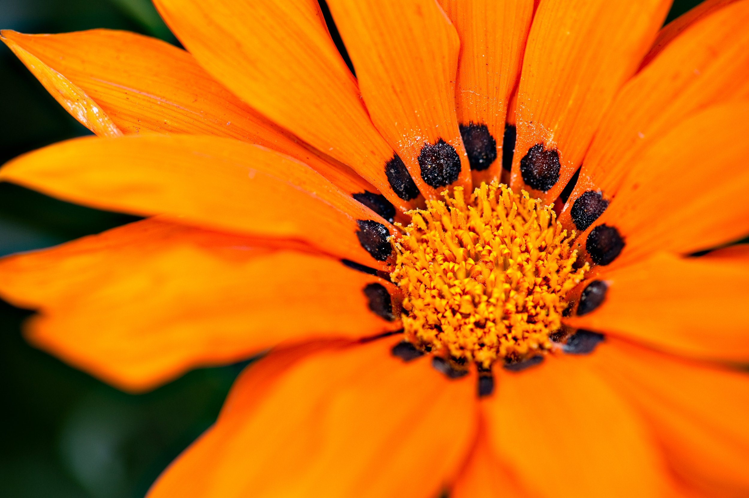 Orange and bold-1.jpg