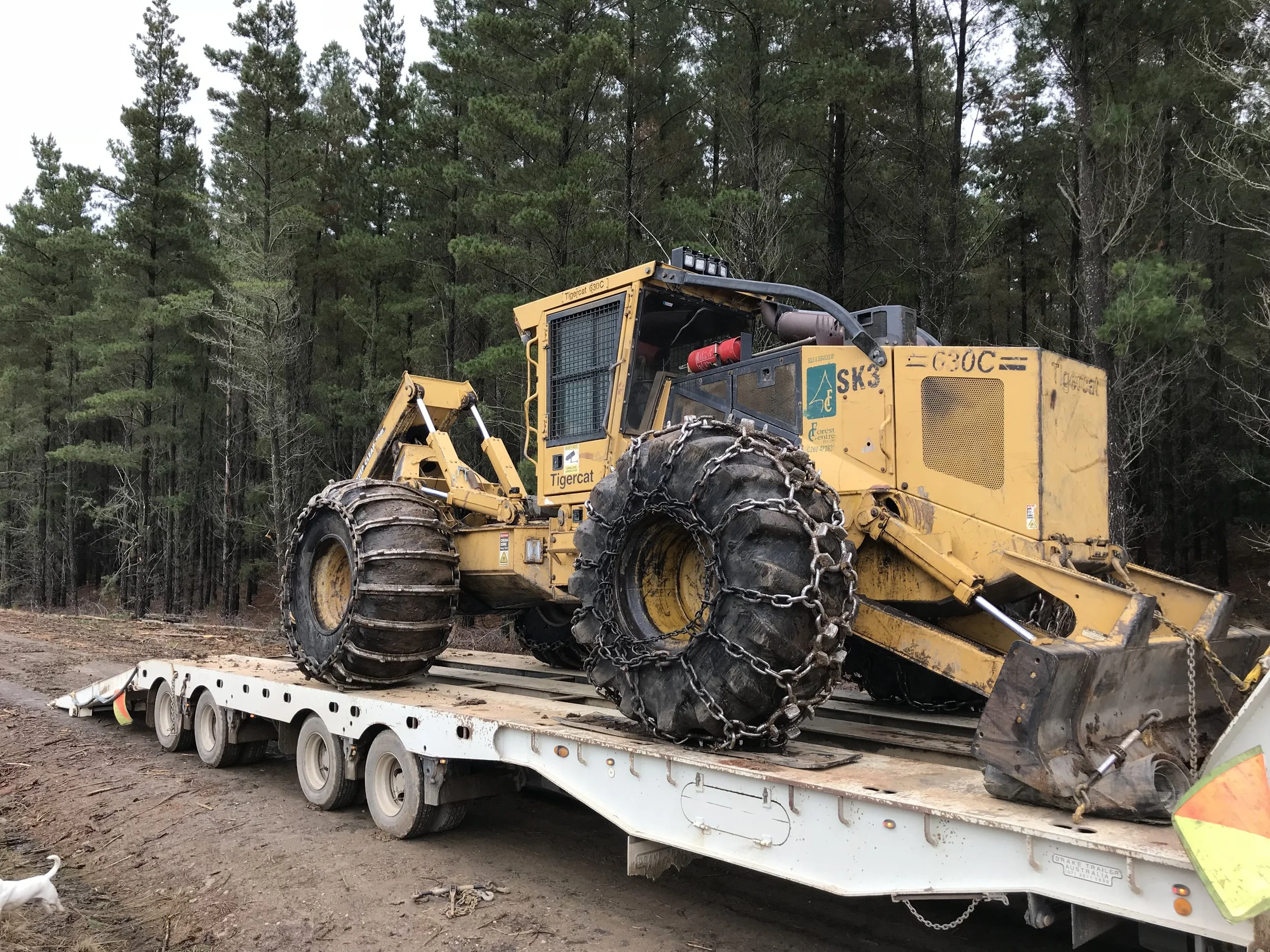 Logging skidder with chained tires on a flatbed trailer in a forested area.