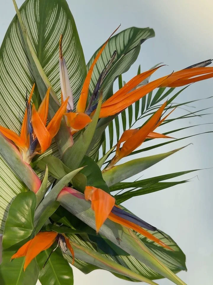 February was all about the tropical colors 🌺