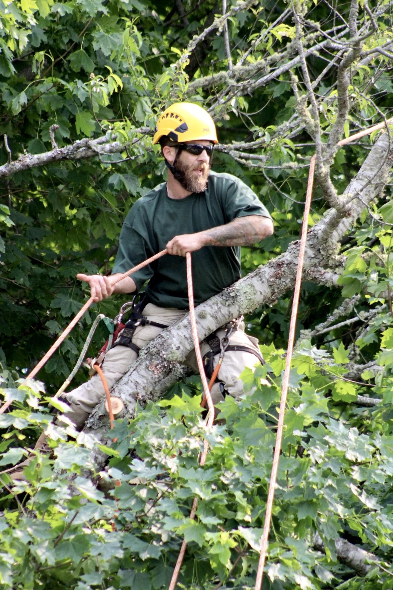 A man wearing a yellow safety helmet and sunglasses climbing and working in a tree with green leaves, using ropes and safety gear.