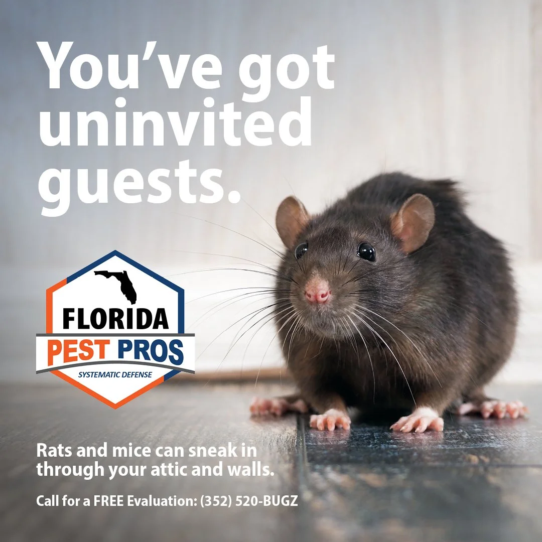 I really don't care for doing pest control graphics, if I'm being honest. But, I do love this cute little rat. Don't hurt him.