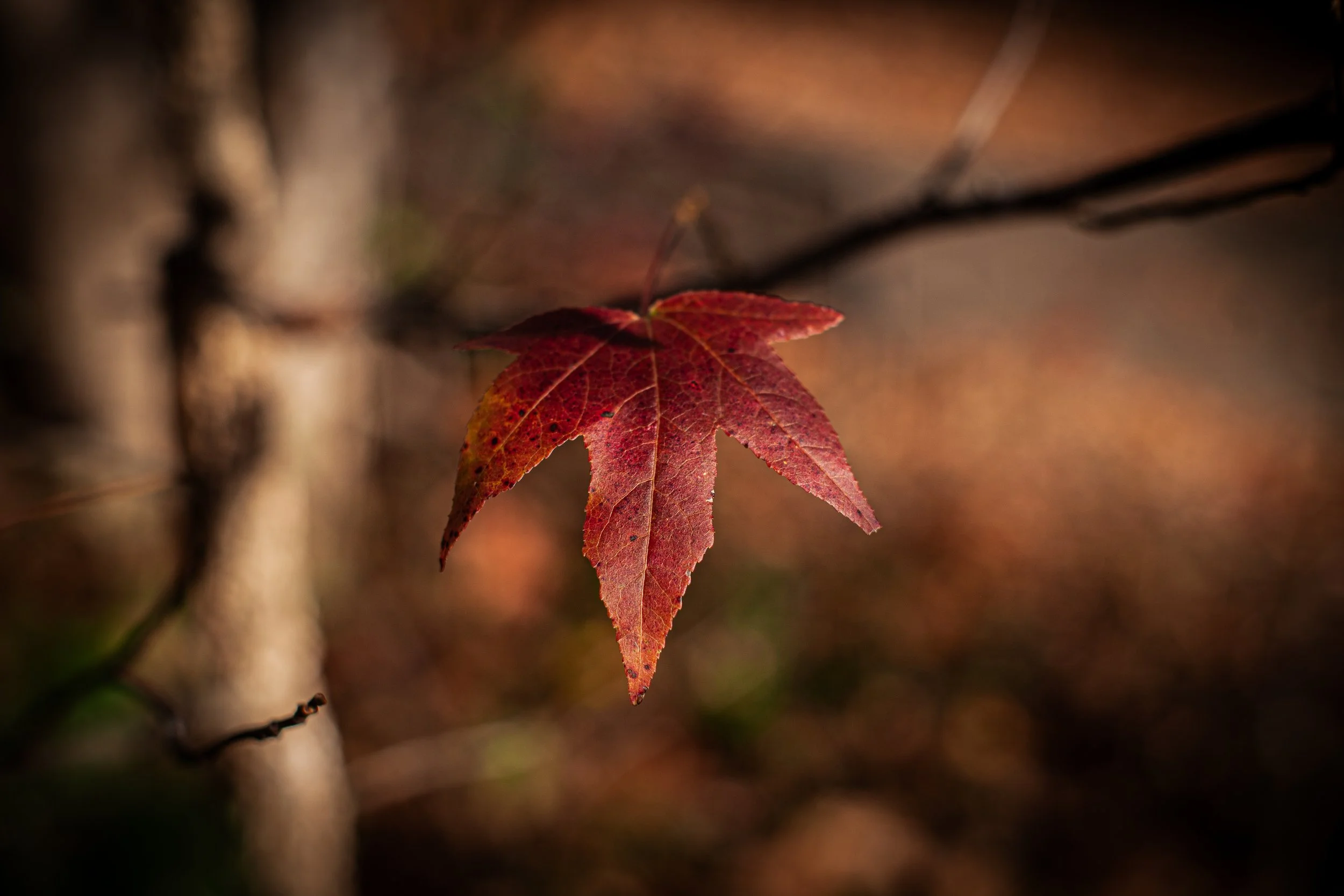 IMG_8707.jpeg