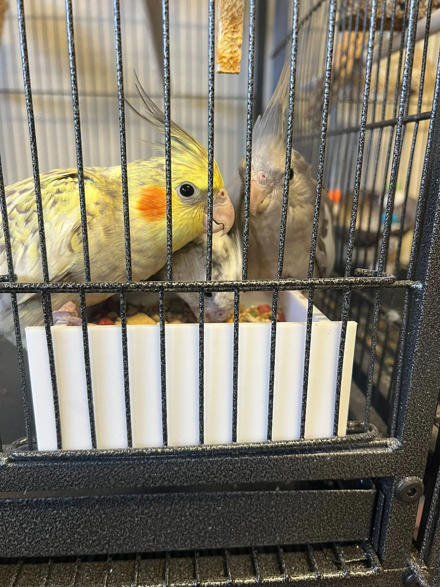 WhatsApp Image 2025-07-01 at 21.02.56_53b2f98e.jpg