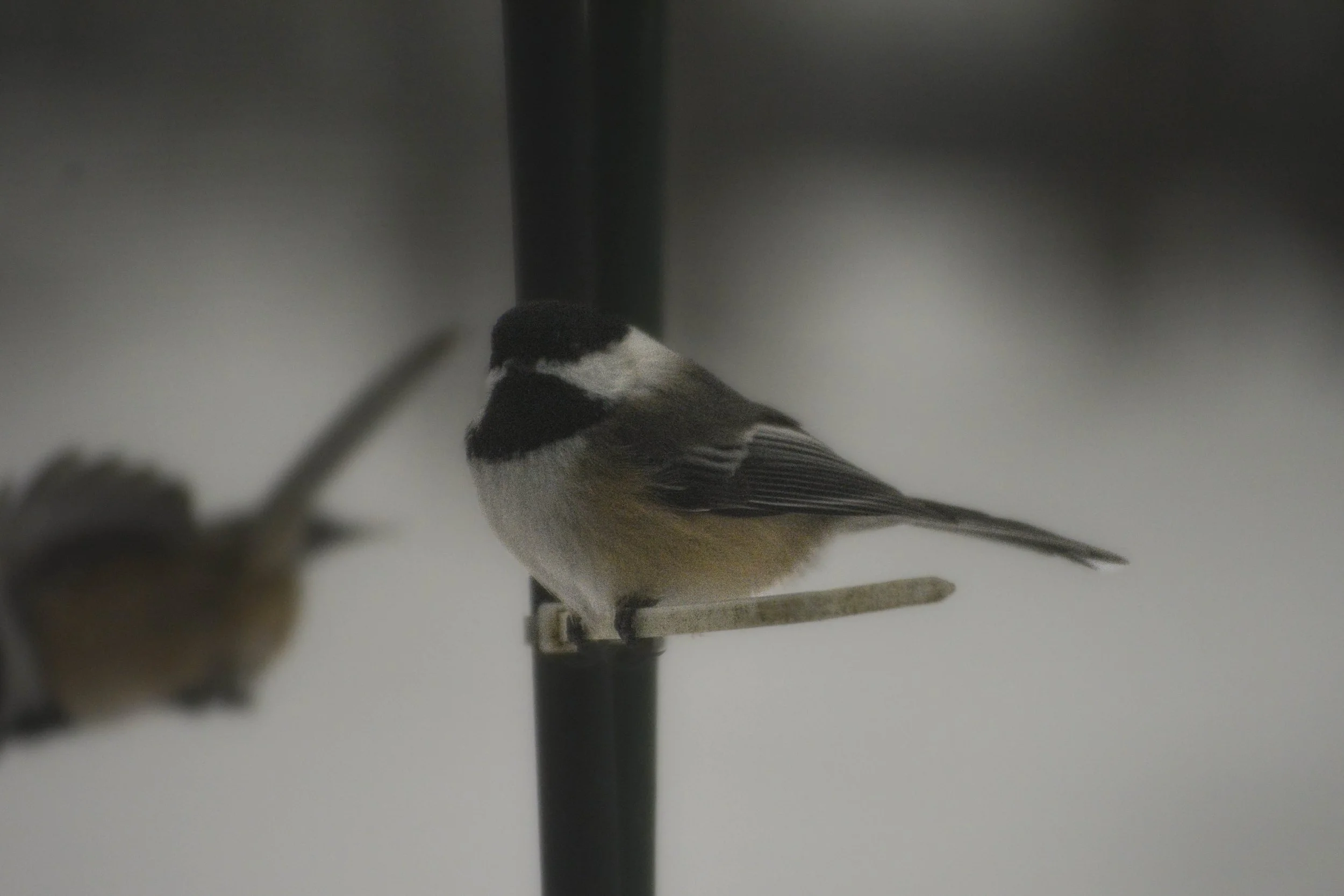 DSC_0866.jpg