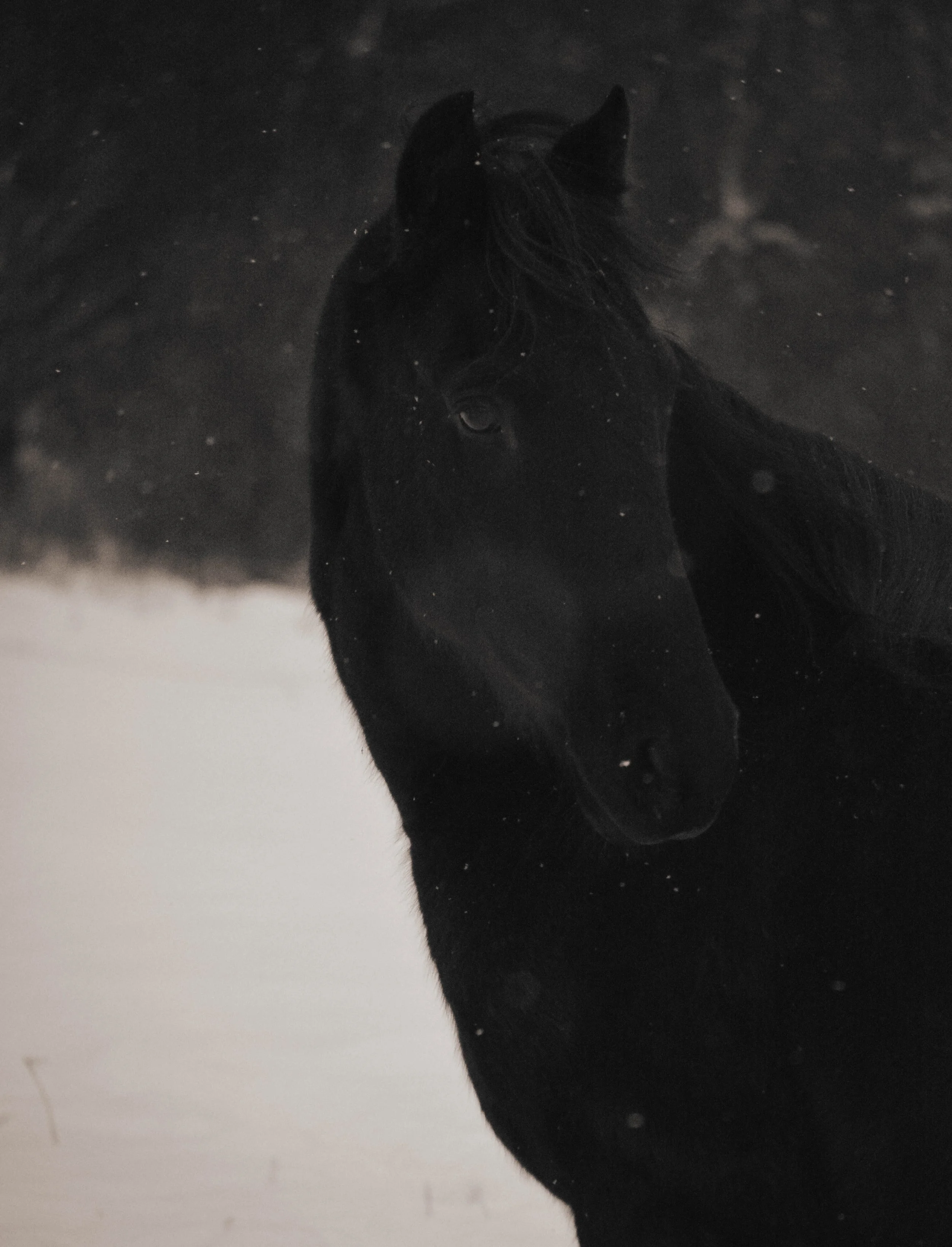 DSC_0012.jpg