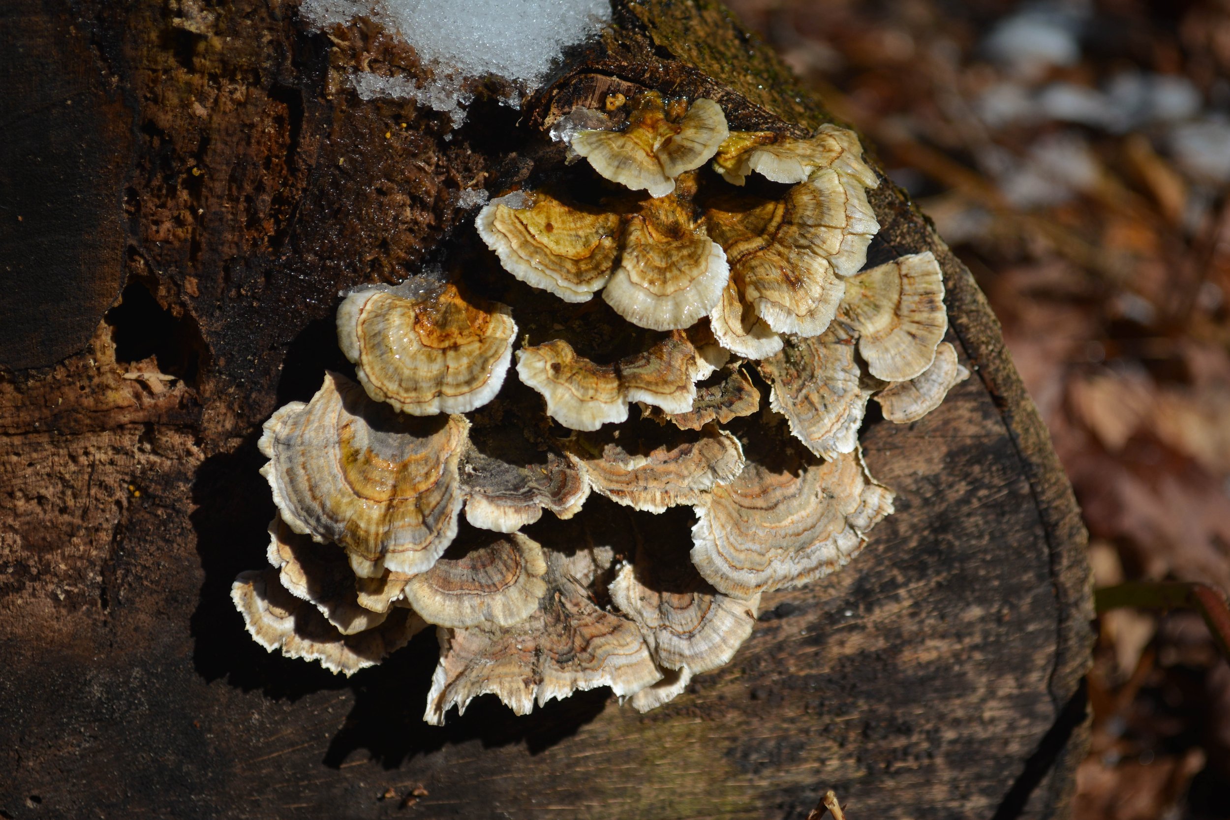 DSC_0150.jpg