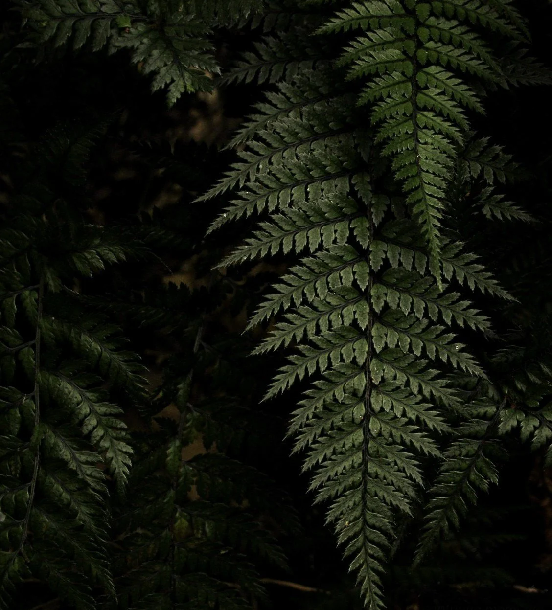 This photograph settles into the quiet rhythms of the natural world. Darkened forms rest within one another, layered with growth shaped by damp air, shade, and time. Nothing feels imposed. The textures appear to have arrived slowly, finding their pla
