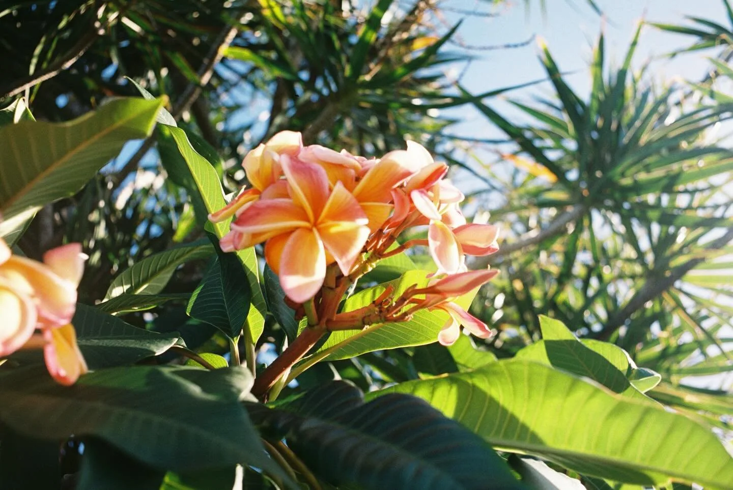 summer 🎞️

.
.
.
.
.
.
#film
#filmphotography 
#portra 
#shootfilm
#filmcommunity