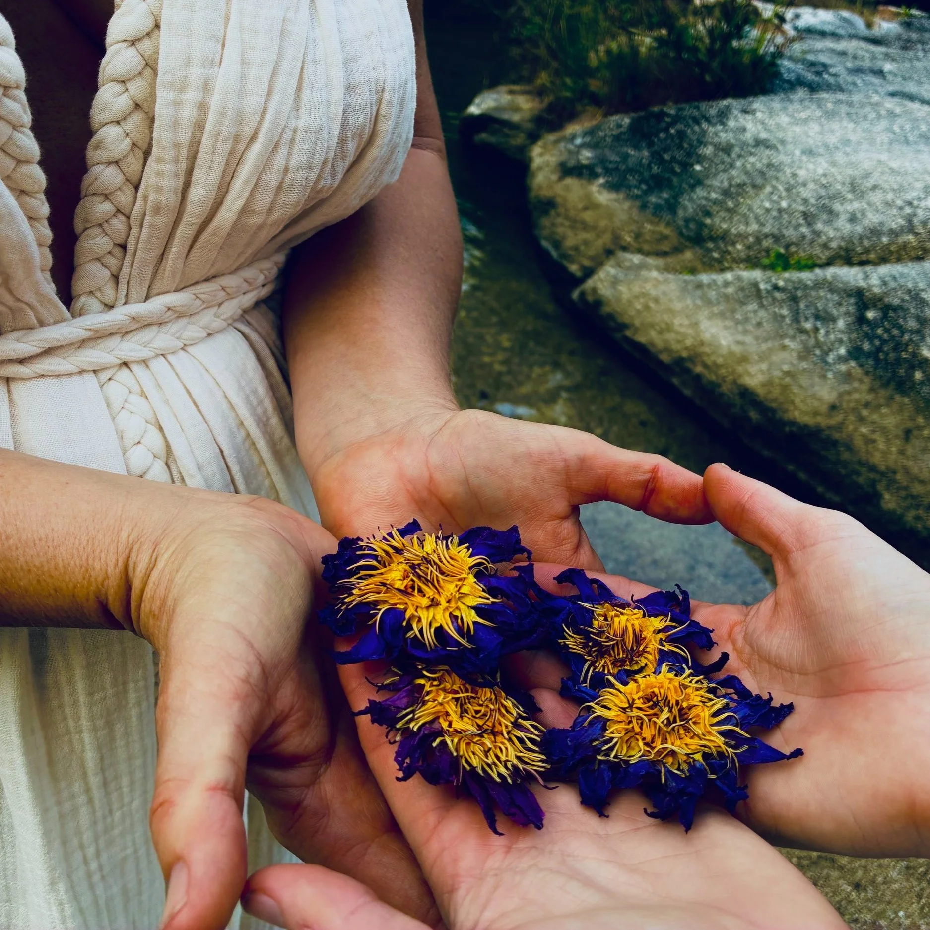 INOINT Australia_Blue Lotus Oils_Shantelle and Jassie Brand Campaign_Blue Lotus Flowers.jpg