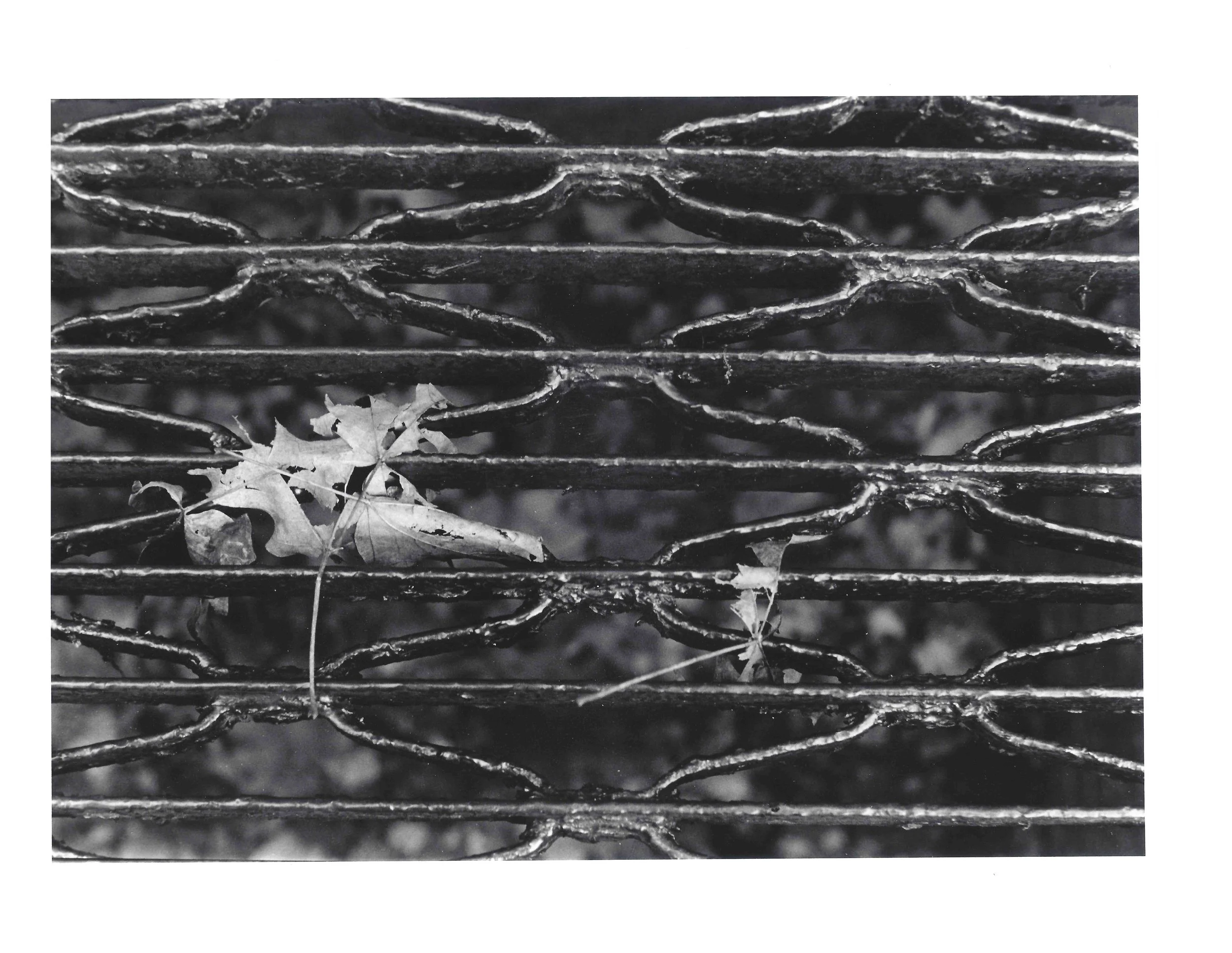 Leave on Grate
Silver Film Print