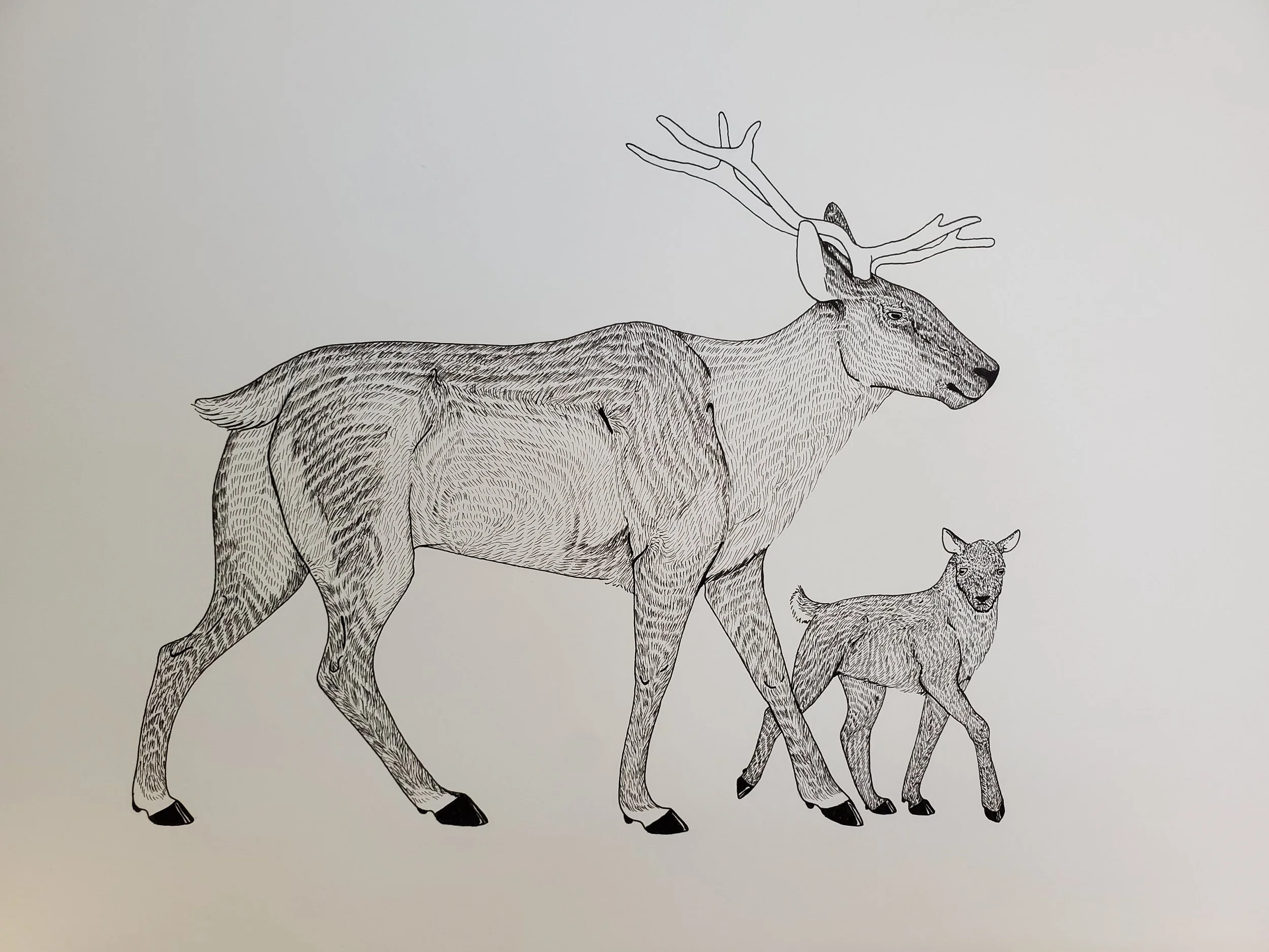 Caribou Mother and Calf, Ink on Paper