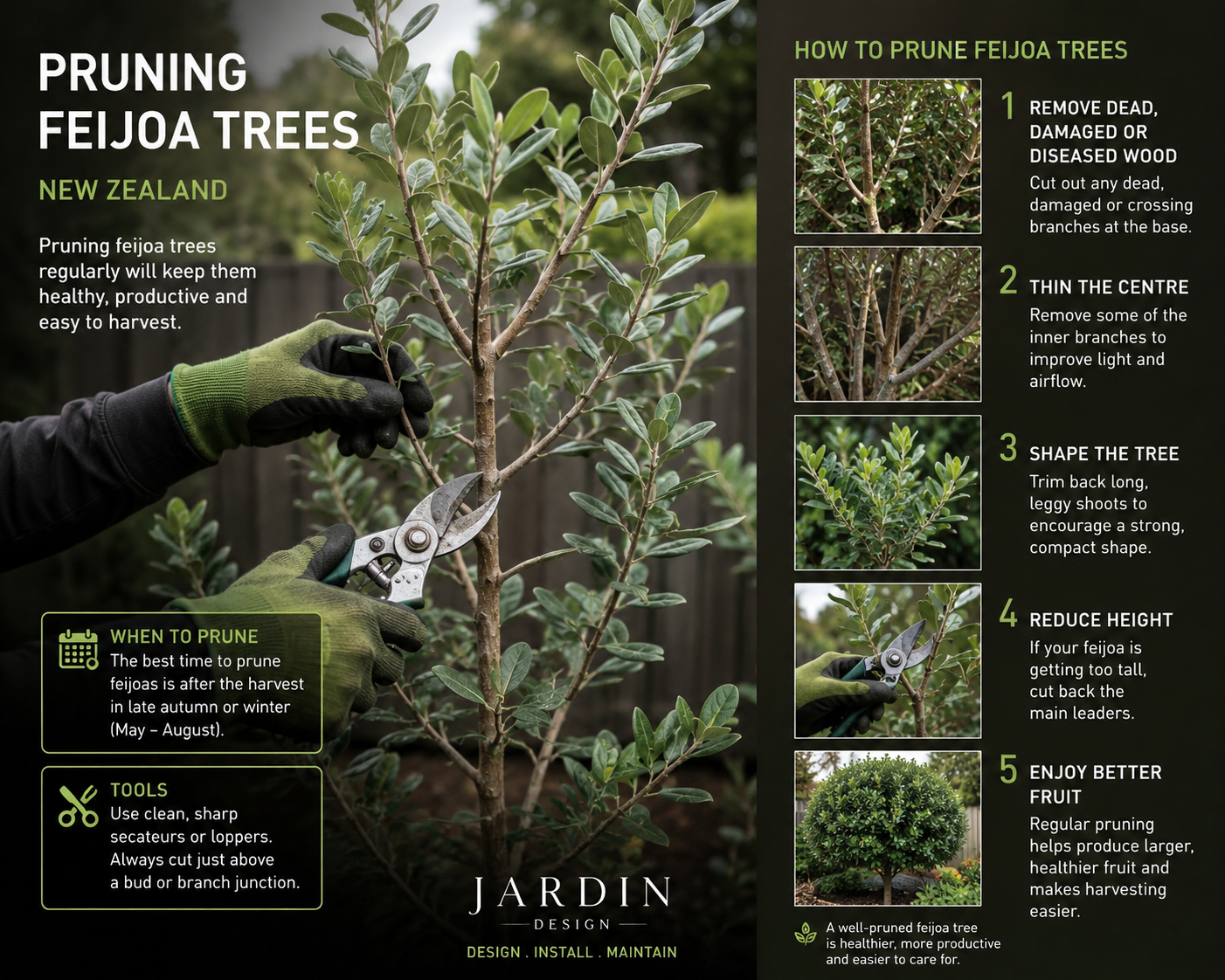 How to Prune a Feijoa Tree in New Zealand: A Complete Guide