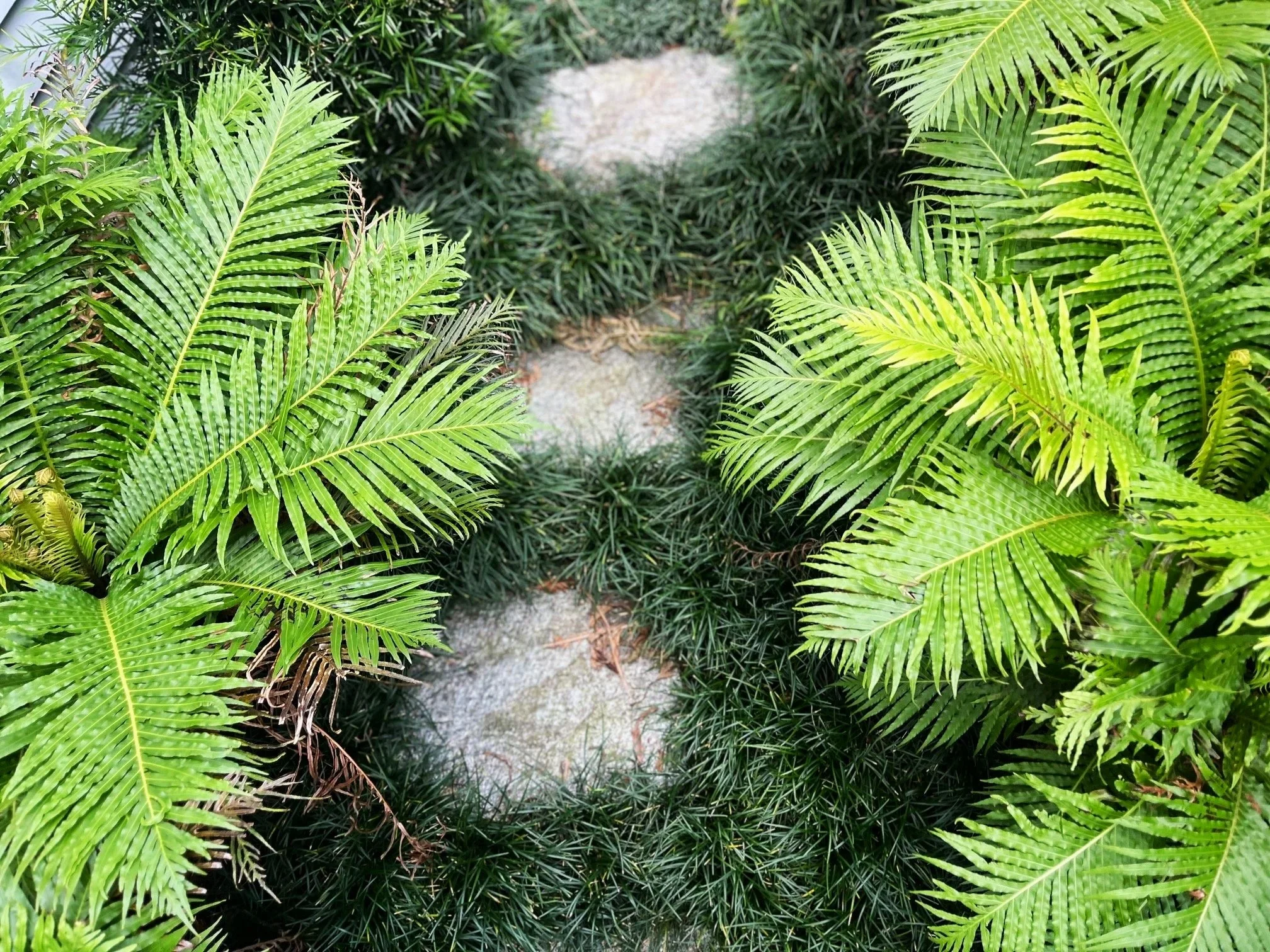 Silver lady fern, auckland garden maintenance