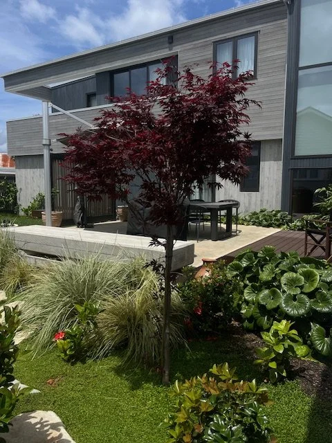A red-leafed small tree in a landscaped backyard, with a modern house featuring large windows and a patio in the background.