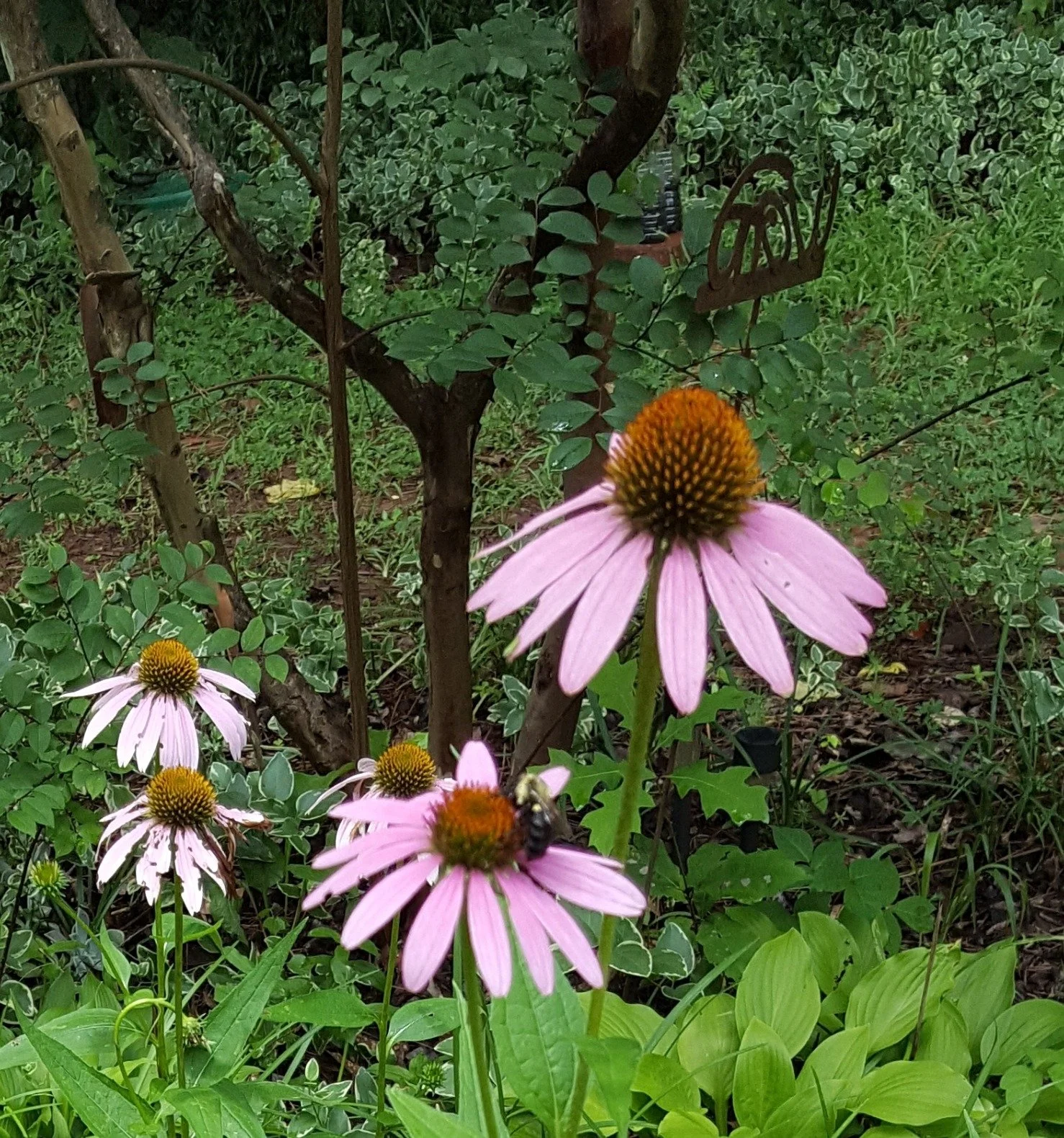 Why You Should Grow Purple Coneflower (Echinacea) in Your Garden