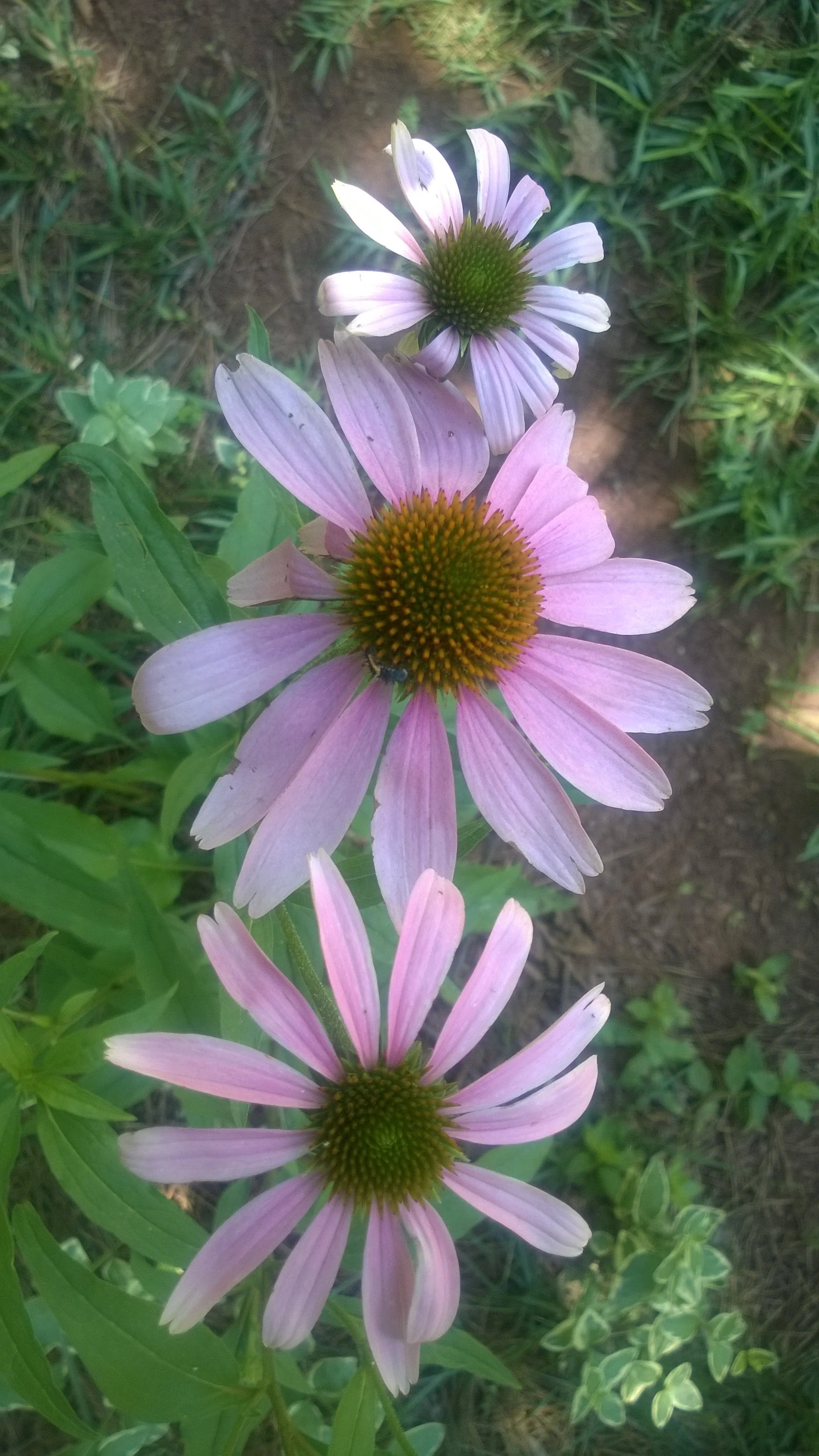 Get Ready for Blooms: How to Grow Healthy Purple Coneflower Transplants for Years of Color