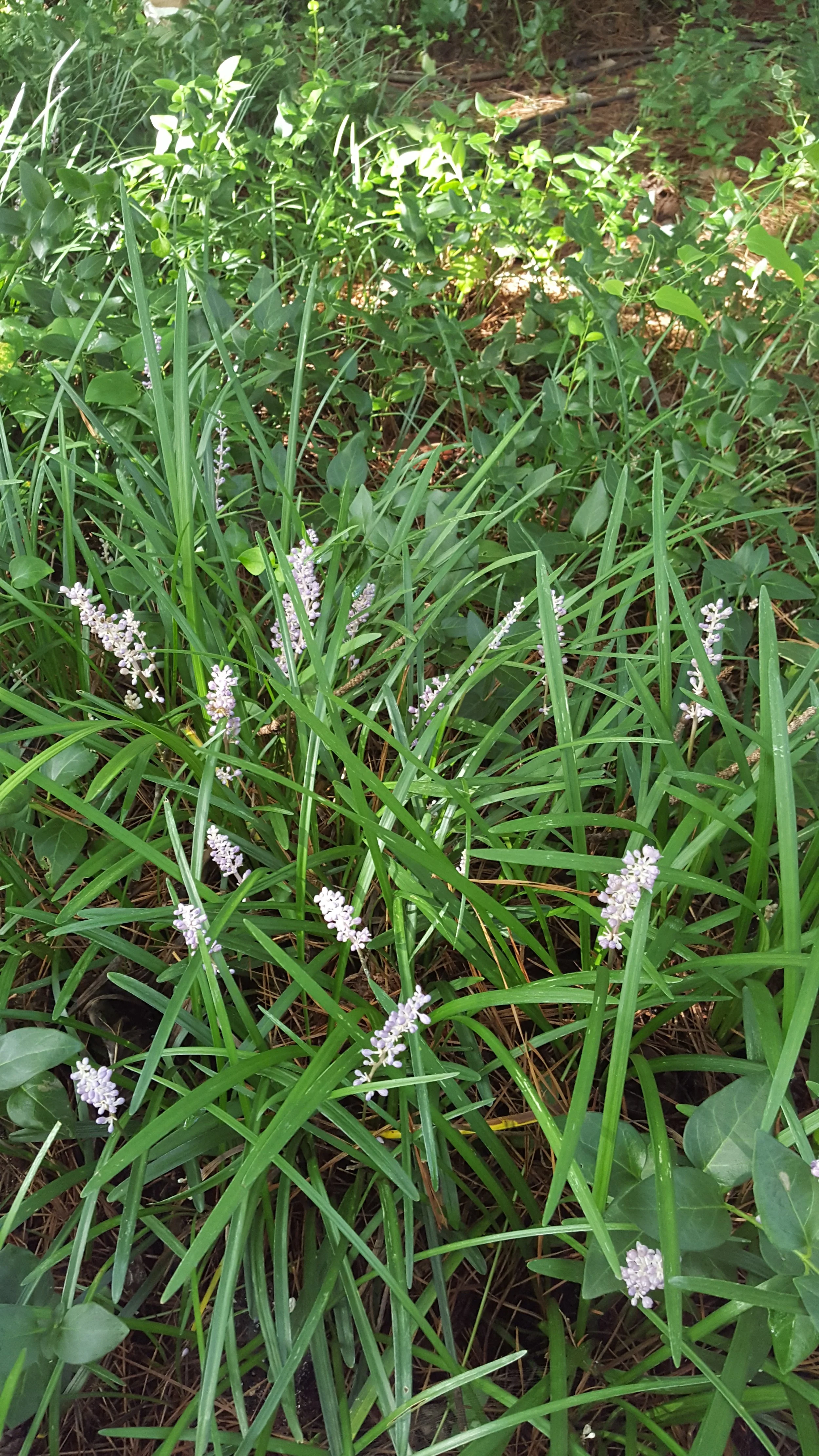 Monkey Around with Liriope: The Ground Cover That Rocks Your Landscape and Fights Erosion