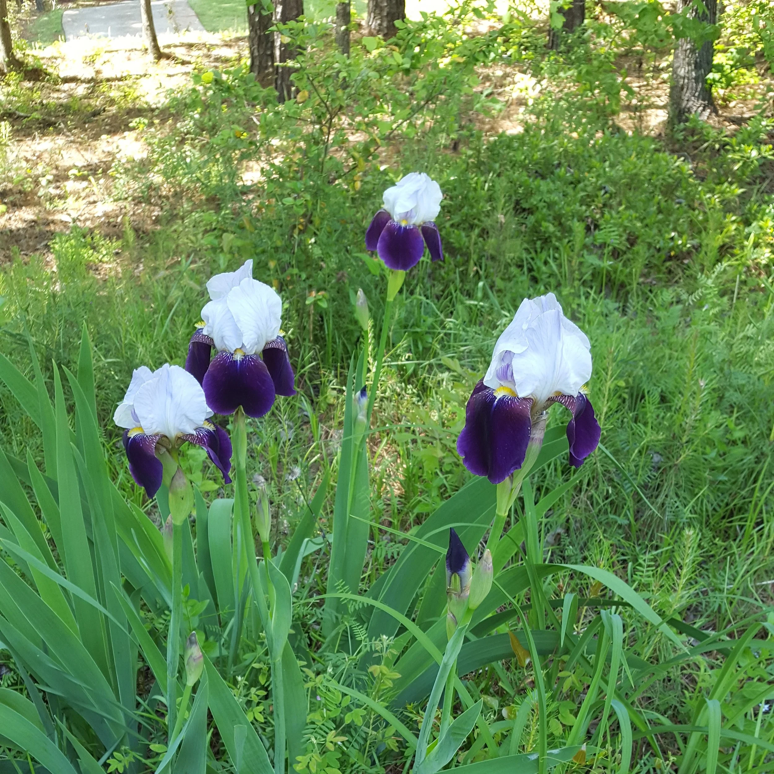 Need Help Growing Bearded Irises? Here's What You Need to Know!