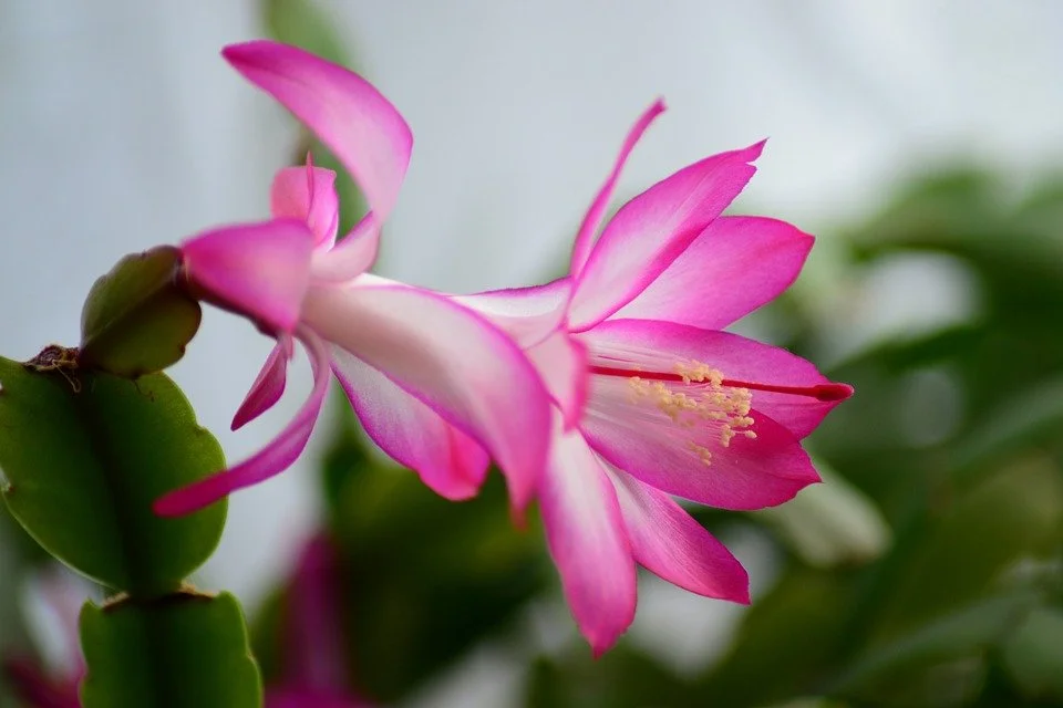 Christmas Cactus Problems: 10 Common Issues and How to Fix Them