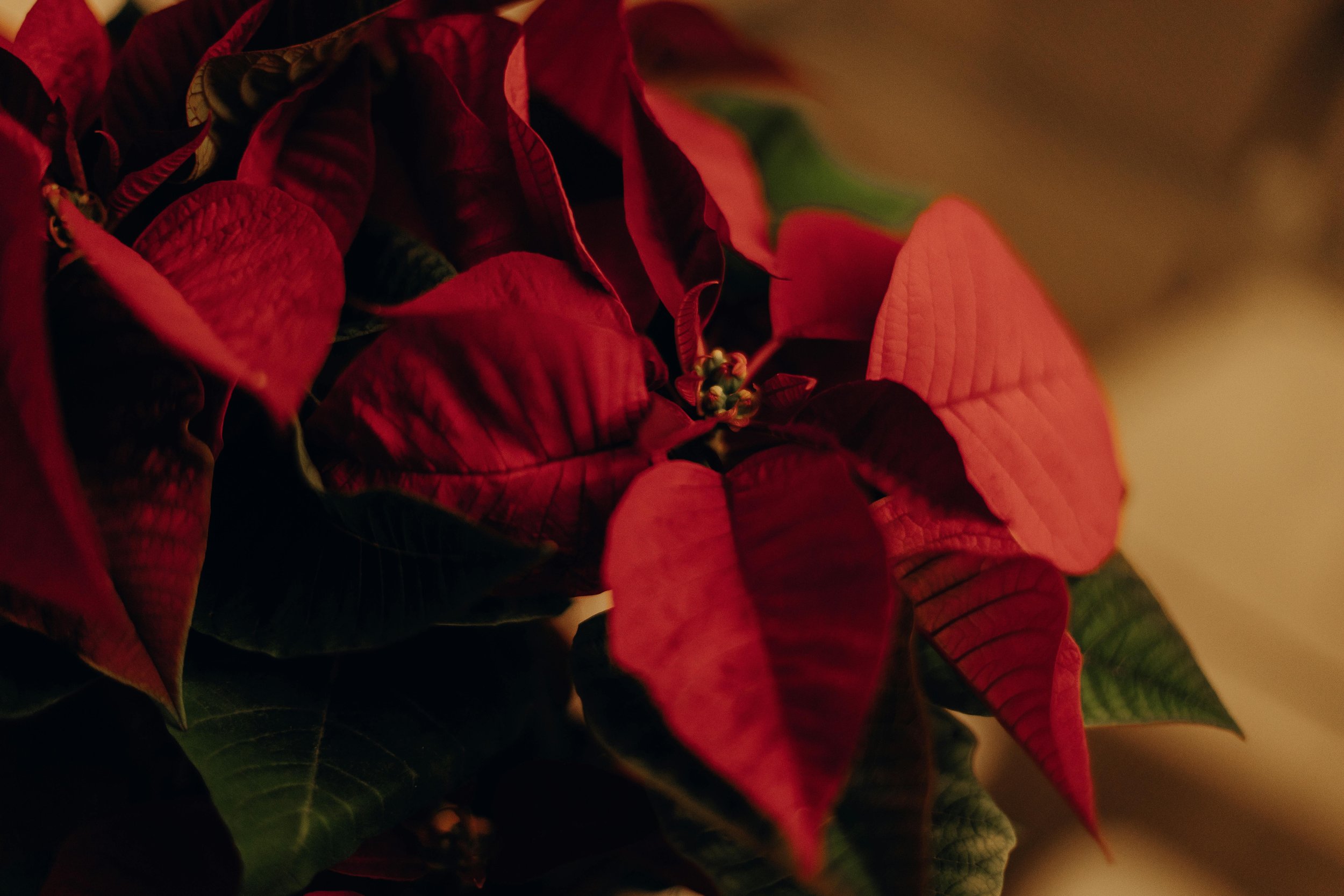 Why Your Poinsettia Won’t Turn Red Again (And the Simple Fix Most People Miss)
